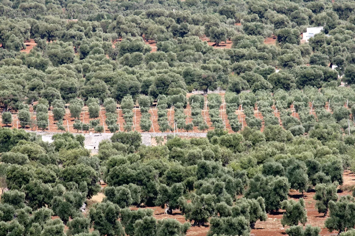 Randonnée della Valle d'Itria Ostuni 2026: date e programma essenziale